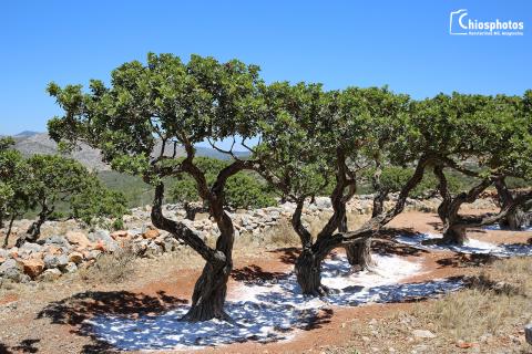 Μαστιχόδεντρο Χίου